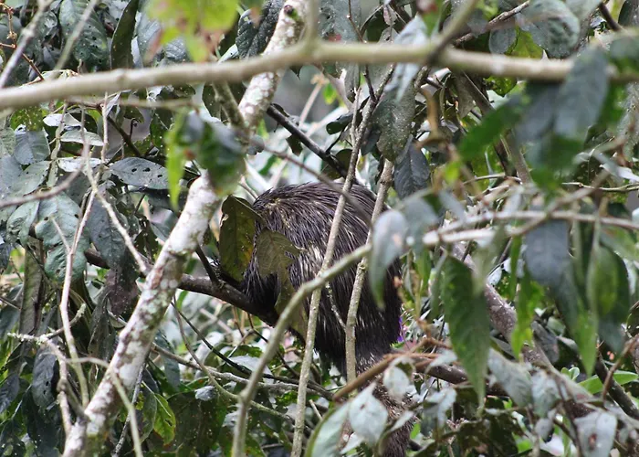 Altares De Oxapampa