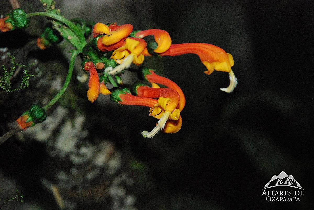 Altares De Oxapampa